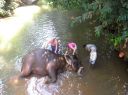 K___A_washing_elephant_in_river.JPG