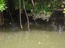 Spot_the_Croc.JPG
