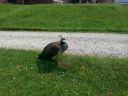 20160606_121523.jpg