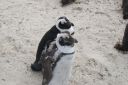 DSC01650.JPG