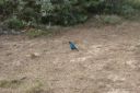 DSC02418.JPG