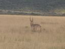 SDC11090.JPG