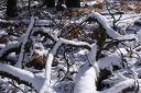 DSC01332.JPG
