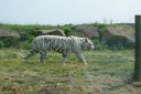 DSC04355.JPG