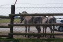 DSC04408.JPG