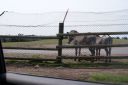 DSC04409.JPG
