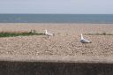 DSC04713.JPG