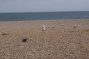 DSC04720.JPG