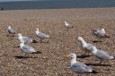 DSC04724.JPG