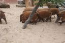 DSC06708.JPG