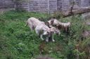 DSC06723.JPG