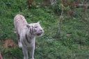 DSC06726.JPG