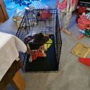 Filename=20211225_070144.jpg
Filesize=487KiB
Dimensions=700x700
Date added=Dec 03, 2024 20211225_070144.jpg