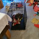 Filename=20211225_070146.jpg
Filesize=489KiB
Dimensions=700x700
Date added=Dec 03, 2024 20211225_070146.jpg