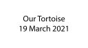 OurTortoise.jpg