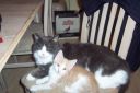 Filename=000_0021.jpg
Filesize=626KiB
Dimensions=1051x700
Date added=Apr 01, 2012 000_0021.jpg