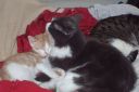 Filename=000_0029.jpg
Filesize=613KiB
Dimensions=1051x700
Date added=Apr 01, 2012 000_0029.jpg