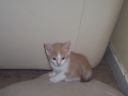 Filename=Picture_009.jpg
Filesize=426KiB
Dimensions=933x700
Date added=Apr 01, 2012 Picture_009.jpg