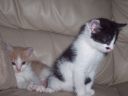 Filename=Picture_016.jpg
Filesize=543KiB
Dimensions=933x700
Date added=Apr 01, 2012 Picture_016.jpg