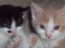 Filename=Picture_029.jpg
Filesize=408KiB
Dimensions=933x700
Date added=Apr 01, 2012 Picture_029.jpg