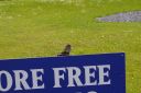IMGP0573.JPG