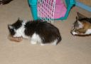 IMGP0241.JPG