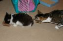 IMGP0242.JPG