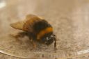 Bee.JPG