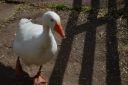 DSC_3197.JPG