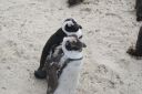 DSC01650.JPG