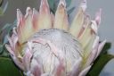 DSC01900.JPG