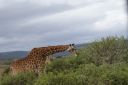 DSC02226.JPG