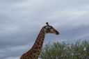 DSC02233.JPG