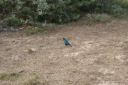 DSC02418.JPG