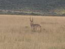 SDC11090.JPG