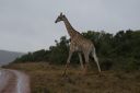 DSC02579.JPG