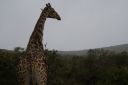 DSC02594.JPG