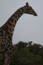 DSC02597.JPG