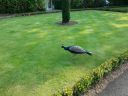 Filename=20140911_164137.jpg
Filesize=808KiB
Dimensions=933x700
Date added=Sep 21, 2014 20140911_164137.jpg