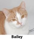 Bailey.jpg