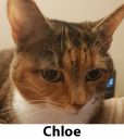 Chloe.jpg