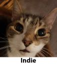 Indie.jpg