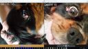 Filename=compare.jpg
Filesize=94KiB
Dimensions=1047x589
Date added=Jan 12, 2019 compare.jpg