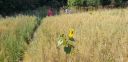 Filename=20220808_100027.jpg
Filesize=5492KiB
Dimensions=4032x1960
Date added=Jan 10, 2023 20220808_100027.jpg