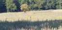 Filename=20220808_100150.jpg
Filesize=1875KiB
Dimensions=4032x1960
Date added=Jan 10, 2023 20220808_100150.jpg