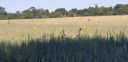 Filename=20220808_100252.jpg
Filesize=2908KiB
Dimensions=4032x1960
Date added=Jan 10, 2023 20220808_100252.jpg