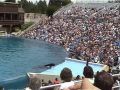 Shamu.jpg