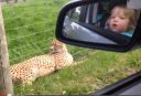 TwinsSafari.jpg